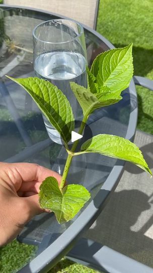 92K views · 401 reactions | 12_Hydrangea cuttings💧🌱🌸 I’m taking Hydrangea cuttings to root in a vase of water Then the | Tom Strowlger | Tom Strowlger · Original audio Hydrangea Cuttings, Easy Garden, Stamping Up Cards, Stamping Up, In Water, Hydrangea, Audio, Vase, Plants