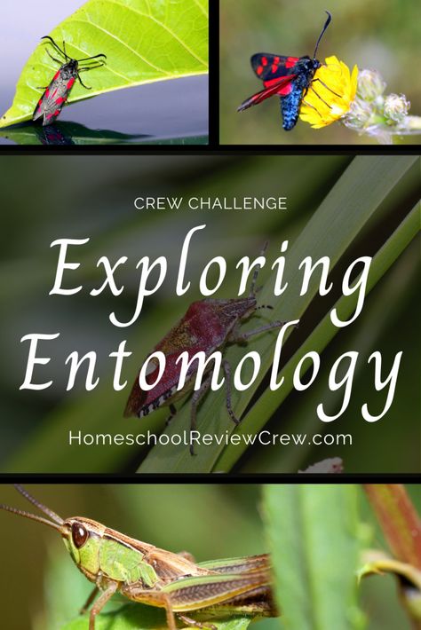 Insect Unit Study, High School Electives, Insect Life Cycle, Fun Songs For Kids, Homeschool Science Curriculum, Insect Unit, Insect Activities, Insects Theme, Science Lesson Plans