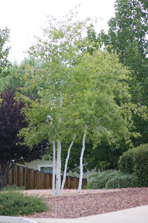 February – Aspen (Populus tremuloides) A superior tree for cold northern Arizona regions. It is most attractive in groves, and as components in windrows and shelterbelts. It will stand alone as a columnar tree in the suburban environment. The tall narrow form is ideal for filling gaps between tall buildings. Somewhat adapted for street and boulevard planting. An excellent foreground tree against the dark background of evergreen conifers. Boulevard Planting, Populus Tremuloides, Large Trees, Columnar Trees, Tall Buildings, Memory Tree, Ground Cover Plants, Northern Arizona, The Peak