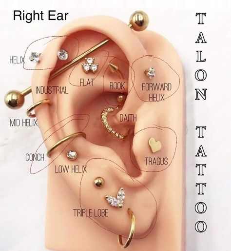 Conch Piercing Styling, Ear Piercing Places, Ear Piercings Placement Chart, All Ear Piercings, Ear Piercing Names, Different Types Of Piercings, Minimalist Ear Piercings, Unique Ear Piercings, Ear Piercings Chart