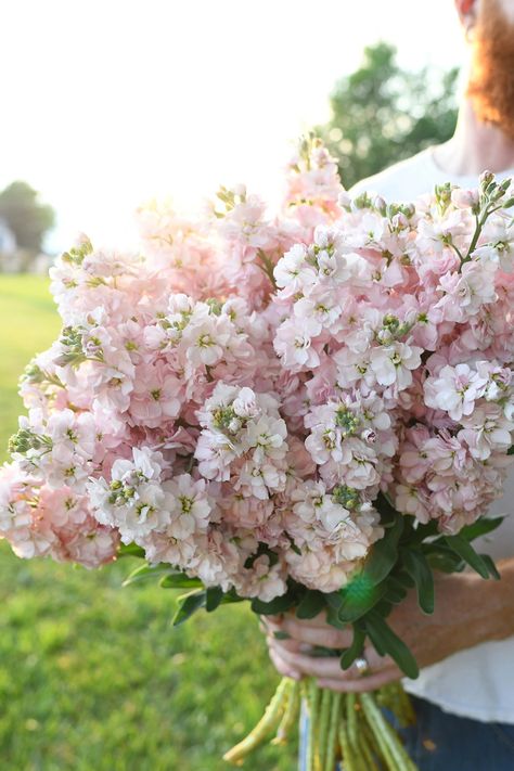 Matthiola Incana, Prairie Flower, Stock Flower, Flower Guide, Flower Farmer, Fairy Wedding, Cut Flower Garden, To My Friend, Plant Spacing