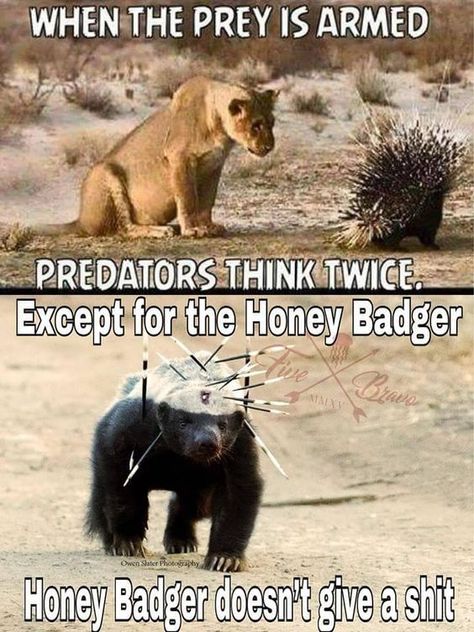 Honey Badgers, Honey Badger, Funny Captions, Funny Animal Jokes, School Memes, Funny Animal Memes, Animal Jokes, Funny Animal Pictures, Really Funny Memes