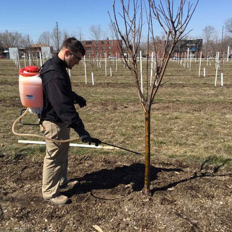 When To Plant Apple Trees, Growing Apple Trees, Apple Tree Care, Pruning Apple Trees, Fruit Trees Backyard, Fruit Tree Garden, Nut Trees, Pruning Fruit Trees, Orchard Tree