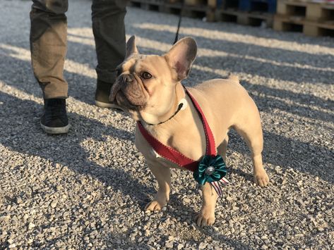 Ettore dei bulli delle brughiere, french bulldog Bulldog Francese, French Bulldog, Bulldog, Dogs, Animals