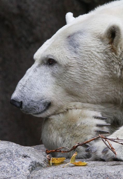 Polar Bear Paw, Photo Ours, Polar Bear Images, Polar Bear Drawing, Snow Bear, Beautiful Snow, Bear Drawing, Bear Photos, Animated Animals