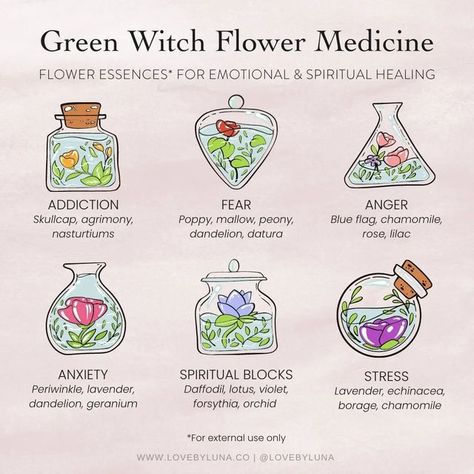 Herbs For Spiritual Awakening, Green Witch Ideas, Green Witch Plants, Witchcraft Flowers, Flower Witchcraft, Witchy Notes, Wicca Aesthetic, Flower Medicine, Aesthetic Magic