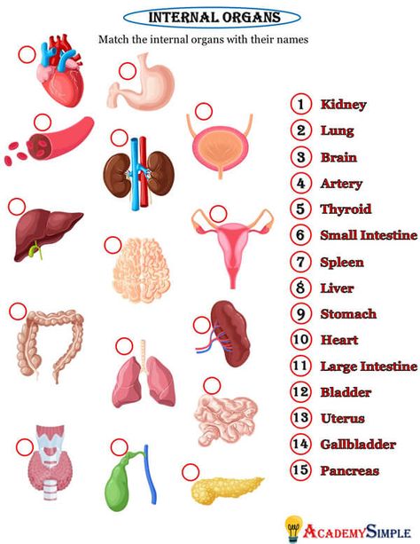 Grade 3 Worksheets, Body Parts For Kids, Gastric Juice, School Elementary, Stars Quilt, Internal Organs, Skeletal System, English Phonics, Human Body Anatomy