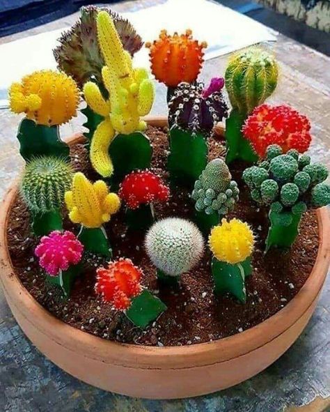 Succulents arrangements for home decor. #houseplants #indoorplants #succulentarrangements #succulentflowers Mini Cactus Garden, Kaktus Dan Sukulen, Cactus Arrangement, Cactus House Plants, Bonsai Forest, Diy Succulent Terrarium, Cactus Tattoo, Succulent Garden Indoor, نباتات منزلية