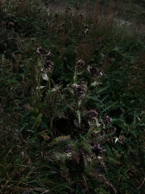 Scary dark plants aesthetic vintige Scary Garden Aesthetic, Dead Plants Aesthetic, Lost Aethstetic, Dark Plant Aesthetic, Evil Plants, Scary Plant, Plant Horror, Scary Flowers, Fools Journey