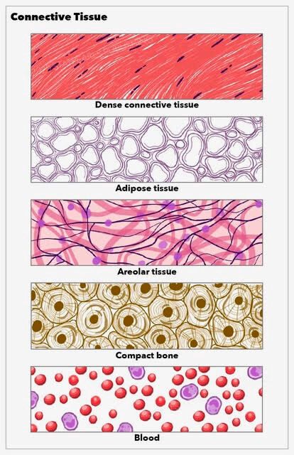 [Figure, Connective tissue, dense, adipose, areolar, compact bone, blood. Illustration by Emma Gregory] - StatPearls - NCBI Bookshelf Striated Muscle Tissue, Bone Tissue Anatomy, Anatomy Tissue Notes, Connective Tissue Notes, Connective Tissue Histology, Connective Tissue Drawing, Anatomy Tissues, Dense Irregular Connective Tissue, Types Of Connective Tissue