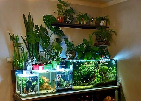 Fish Tank Shelf Ideas, Fish Tank With Live Plants, Fish Tank In Bedroom, Fish Tank Garden, Fish Aquarium Decorations, Fish Tank Themes, Jellyfish Tank, Fish Tank Terrarium, Cool Fish Tanks