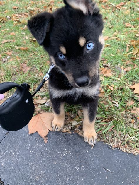 Rottweiler/ husky mix ❤️ Rottweiler Husky Mix, Rottweiler Mix, Husky Mix, Rottweiler, Baby Animals, Husky, Dogs, Animals