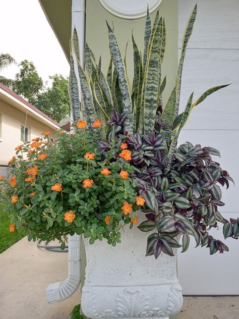 Extra Large Planter box embellished with snake plants and trailing seasonal plants. Planter Groupings, Flower Pot Ideas Outdoor, Pots Front Door, Front Door Plant, Patio Greenery, Front Door Flower Pot Ideas, Outdoor Plant Pots, Oversized Planters, Front Door Plants