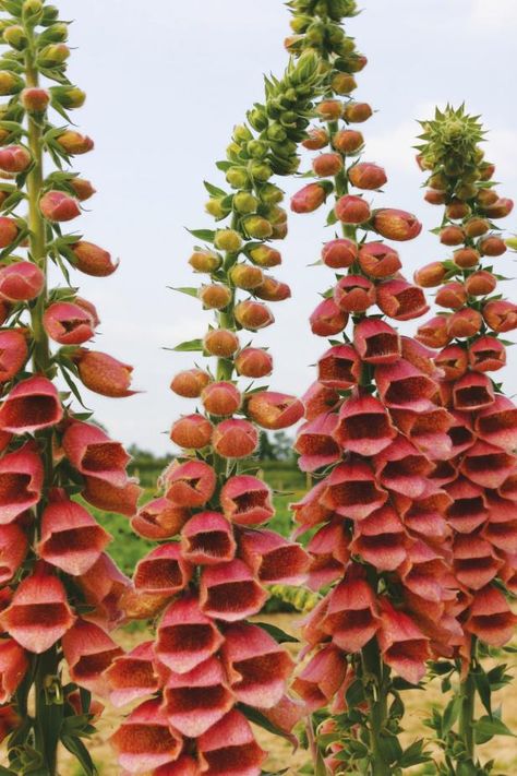 Looking for a striking vertical flower to punctuate your garden? Try harnessing the power of foxgloves. Black Plants, Marsala Color, Perennial Flower, Canna Lily, Meditation Garden, Shade Flowers, Flower Gardens, Rain Garden, How To Attract Hummingbirds