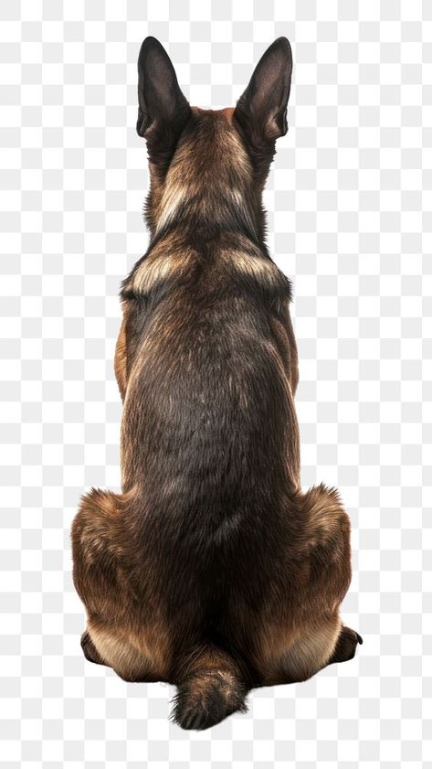 Dog Sitting Back View, Dog Top View, Dog Back View, Dog Side View, Dogs Drawing, Dog Contest, Police Canine, Motorcycle Guy, Dog Standing