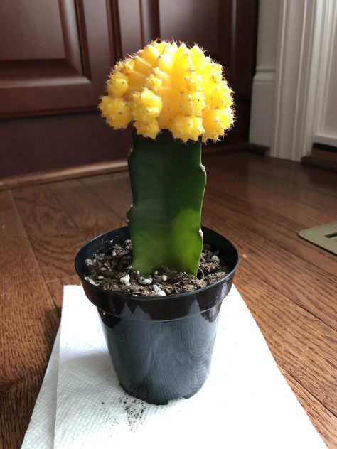 Help: Moon Cactus Base Changing Colors. Does anyone have any idea whats going on? Kinds Of Cactus, Cactus Farm, Moon Cactus, Rare Cactus, Kingdom Plantae, Plant Wishlist, Weird Plants, Gardening Hacks, Types Of Succulents