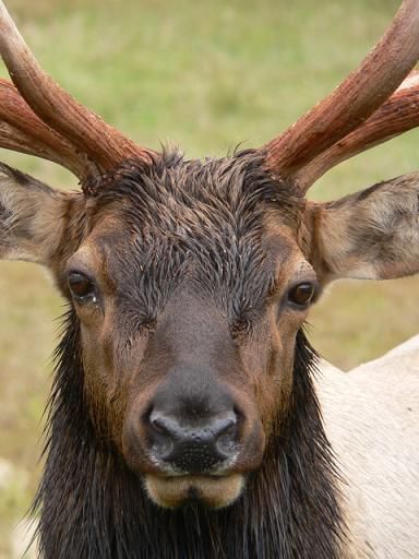 Deer Front View, Deer Antler Reference, Deer Reference Photo, Deer Close Up, Elk Reference Photo, Elk Head, Deer Species, Photos Of Eyes, Elk Hunting