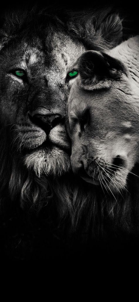 Lion Walpepar, Lion Screensaver, 120 Fps Wallpaper, Leo Iphone Wallpaper, Lion Green Eyes, Lion Wallpaper Hd 1080p, Aslan Wallpapers, Lions Couple, Single Wallpaper