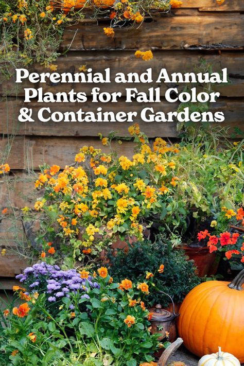 Bring Fall Color to Your Garden: Perennial & Annual Plant Picks for Stunning Fall Containers! 🍂 Discover the best perennial and annual plants to brighten up your fall garden and container displays. From bold hues to long-lasting blooms, this guide will help you create a vibrant fall garden that thrives well into the cooler months. Plants For Fall, Fall Containers, Best Perennials, Flower Guide, Winter Plants, Fall Garden, Garden Guide, Container Gardens, Small Space Gardening