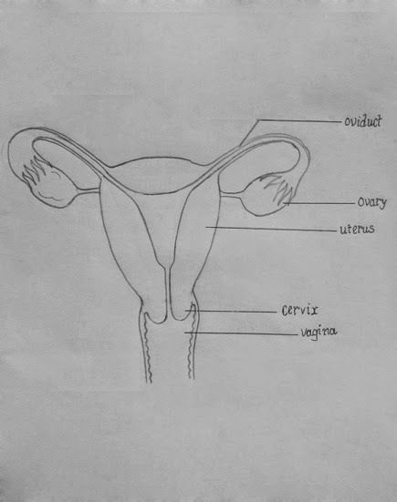 DRAW IT NEAT : How to draw female reproductive system Female Reproductive System Sketch, Biological Diagram, Male Reproductive System Drawing, Female Reproductive System Drawing, Uterus Drawing, Female Reproductive System Diagram, Drawing Biology, Female Reproductive System Anatomy, Biology Drawing