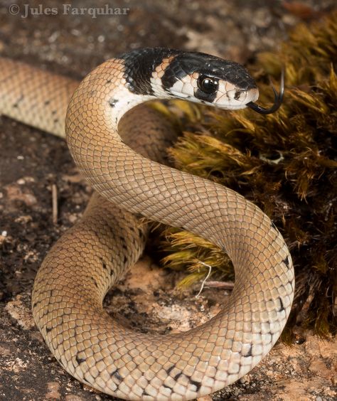 ˚Eastern Brown Snake (Pseudonaja textilis) Eastern Brown Snake, Anaconda Snake, Snake Turtle, Serpent Snake, Monitor Lizard, Cobra Snake, Snake Venom, Brown Snake, Cute Reptiles