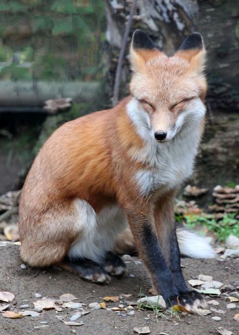 Fox Photo, Vulpes Vulpes, Fox Pictures, Animal Study, Pet Fox, Deviant Art, Pretty Animals, Wild Dogs, Cute Fox