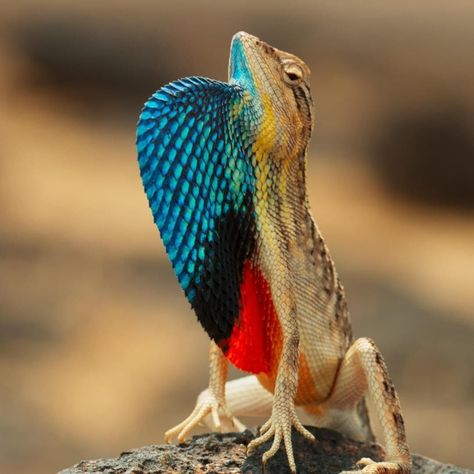 58.2k Likes, 234 Comments - BBC Earth (@bbcearth) on Instagram: “I'm right here ladies 😁  A male Sarada (fan-throated) lizard displays his bright colours to females…” Colourful Lizard, Colorful Creatures, Colorful Lizards, Work Images, Art Things, Lizards, Cute Creatures, Wild And Free, Bright Colours