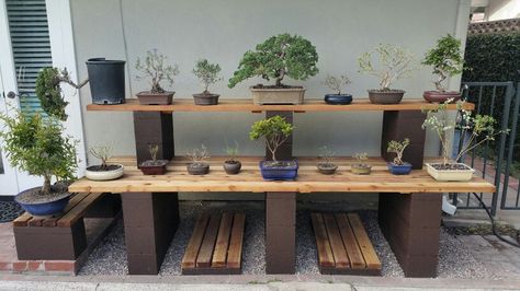 Picture #5 - I now have 17 pre-bonsai. My bonsai display bench sure comes in handy. I like all the shelves. 4/3/16 Cinder Block Shelves, Japanese Courtyard Garden, Bonsai Display, Pre Bonsai, Bonsai Tree Care, Plants Art, Succulent Landscaping, Plantas Bonsai, Garden Shelves