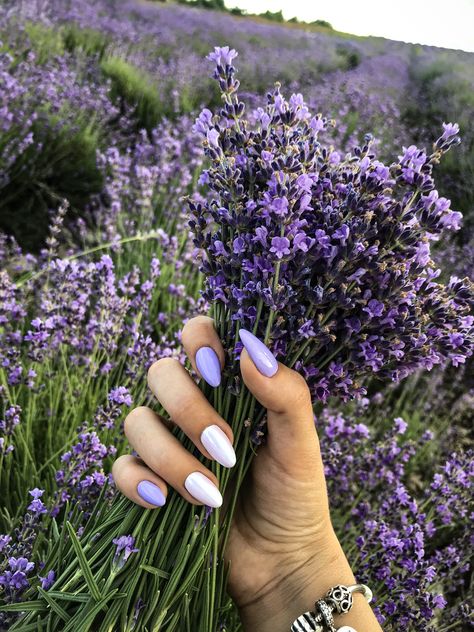 Lilac Nails Design, Multicolored Nails, Lilac Nails, Lavender Nails, Blush Nails, Short Acrylic Nails Designs, Get Nails, Chic Nails, Short Acrylic Nails