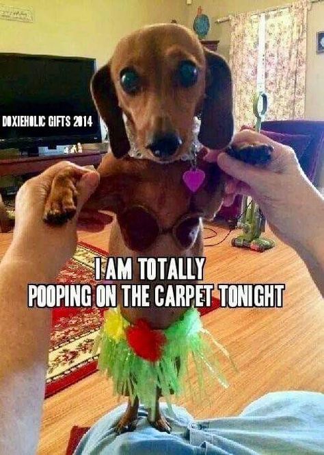 Weenie Dogs Funny, Funny Dachshund Pictures, Daschund Puppies, Dachshund Quotes, Dachshund Funny, Dachshund Puppy Miniature, Dogs Funny, Funny Dog Memes, Funny Dachshund