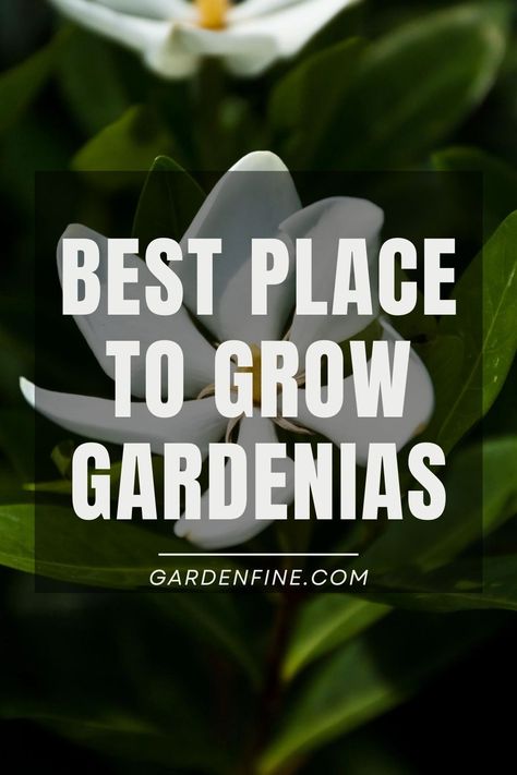 Pin this for expert tips on where gardenias grow best and how to make your gardenias flourish! #GardeningTips #Gardenias #FlowerGarden #PlantCare Gardenia Landscaping Ideas, August Beauty Gardenia, Gardenia Shrub, Growing Gardenias, Gardenia Plant, Climate Zones, How To Make Your, Plant Care, Gardening Tips