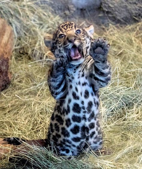 San Diego Zoo’s photogenic Jaguar cub is proving himself to be quite the handful…and mouthful. Baby Jaguar, Exotic Cats, Baby Animals Pictures, Majestic Animals, Animal Pics, Cheetahs, Cute Wild Animals, Hyena, Cute Animal Pictures