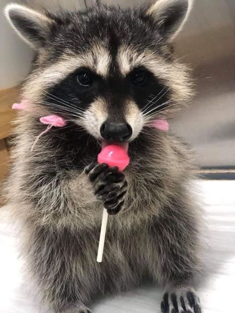 Raccoon eating lolipop Ringtail Cat, Trash Pandas, Pet Raccoon, Cute Raccoon, Raccoon Funny, Trash Panda, Fascinating Facts, Silly Animals, Animal Sketches