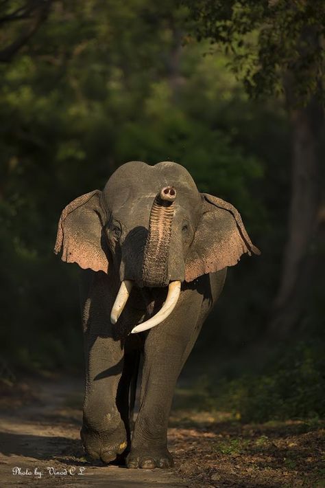 Elephant:  "Wait up for me!"  (Photo By: Oinad C.L.) Elephant With Trunk Up, Facts About Elephants, Tattoos Elephant, Drawing Elephant, Tattoo Elephant, Nursery Elephant, Elephant Trunk Up, Elephant Photography, Tattoo Anime