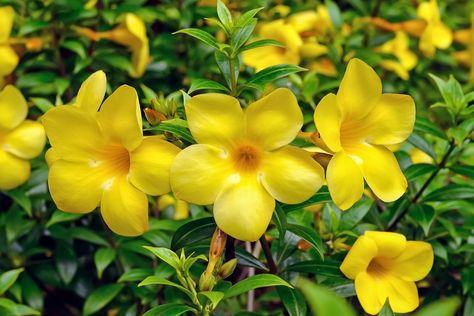 Yellow Bells are a highly recommended desert perennial plant. They are hardy, drought resistant, and provide lovely color many times during the year. Yellow Perennials Full Sun, Yellow Bells Plant, Yellow Bell Flowers, Types Of Yellow, Arizona Garden, Golden Mustard Garden Rose, Colorful Shrubs, Organic Insecticide, Bell Flowers