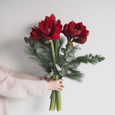 Amaryllis Arrangement, Xmas Flowers, Red Amaryllis, Christmas Flower Arrangements, Christmas Floral Arrangements, Christmas Arrangements, Christmas 2016, Christmas Floral, Green Design