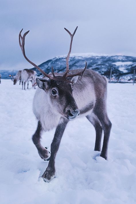 Feeding Reindeer, Tromsø Norway, Animals Tattoo, Tromso, Winter Animals, Samara, Christmas Animals, Animal Photo, 그림 그리기