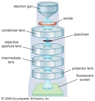 transmission electron microscope (instrument) | Britannica Microscope Images, Enrico Fermi, Electron Microscope Images, Optical Microscope, Scanning Electron Microscope, Magnified Images, Stain Techniques, Microscopic Images, The Human Eye