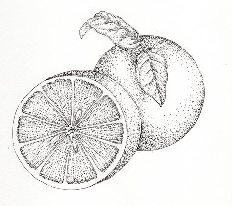 Unframed Original Pen and Ink Illustrations Archives - Page 6 of 8 - Lizzie Harper Pen And Ink Illustrations, Botanical Sketchbook, Art Alevel, Stippling Art, Fruits Drawing, Orange Citrus, Citrus Sinensis, Chestnut Horse, Stippling