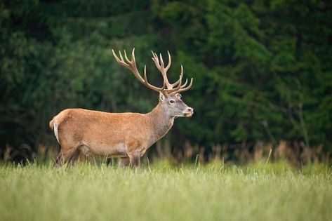 Strong red deer, cervus elaphus, stag with big antlers standing on a open pasture in nature. Majestic wild animal in Slovakia, Europe. Wildlife scenery of mammal from side view with copy space. Deer Side View, Red Deer Stag, Deer Stags, Red Deer, Animal Totems, Wildlife Nature, Wild Animal, Slovakia, Side View