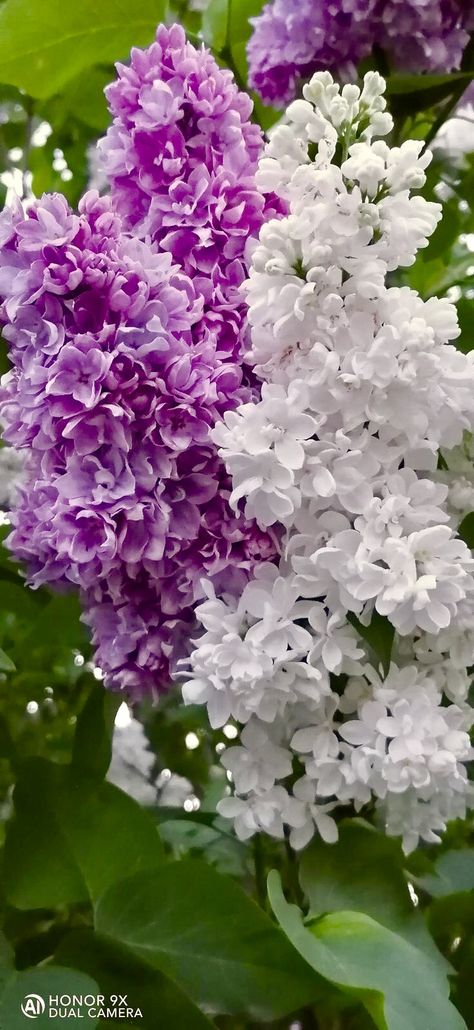 Lilac Bouquet, Lilac Bushes, Lilac Tree, Wonderful Flowers, Lilac Flowers, Beautiful Flowers Pictures, Flowering Trees, Exotic Flowers, Flower Beauty