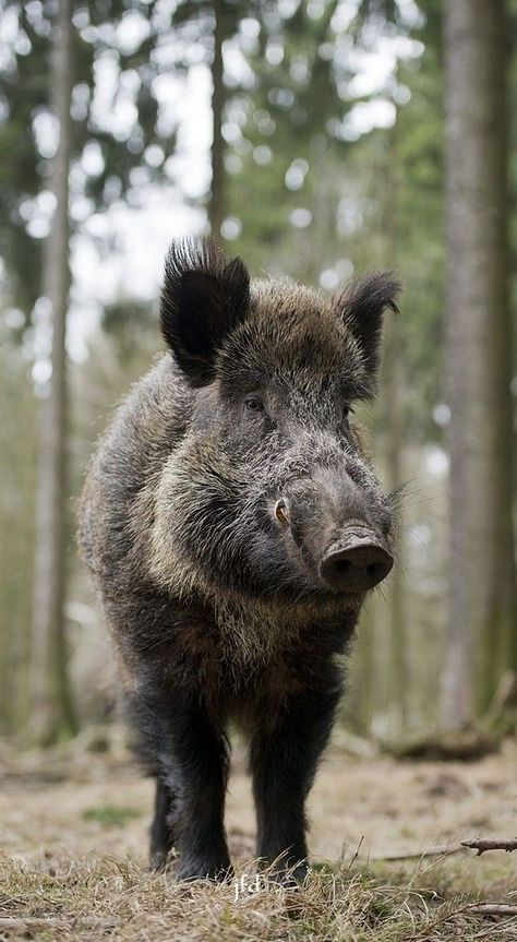 Wild Boar Recipes, Wild Boars, Feral Pig, Wild Boar Hunting, Boar Hunting, Wild Pig, Hog Hunting, Tattoo Nature, Wild Hog