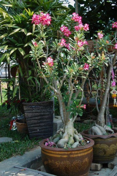 Dessert Rose Plant, Desert Rose Care, Desert Rose Plant, Rose Garden Design, Succulent Landscape Design, Succulent Landscaping, Rose Plant, Rose Care, Rose Seeds