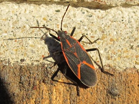 Boisea trivittata - Boxelder Bug Bug Painting, Box Elder Bugs, Box Elder, Life List, Feng Shui, Bugs, Bugs And Insects