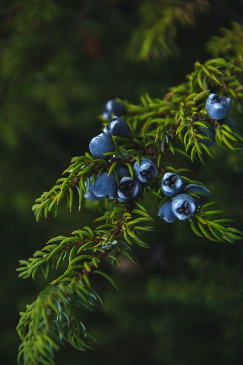 Juniper And Thorn Aesthetic, Juniper And Thorn, Juniper Aesthetic, Devon Core, Juniper Core, Juniper Wallpaper, Reading Scrapbook, Ravenclaw Aesthetics, Herb Collection