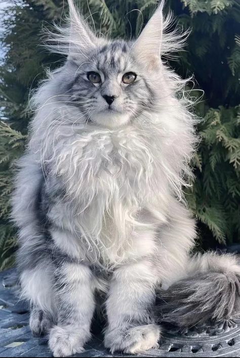 Smile On, Maine Coon, A Smile, Maine, The World, White