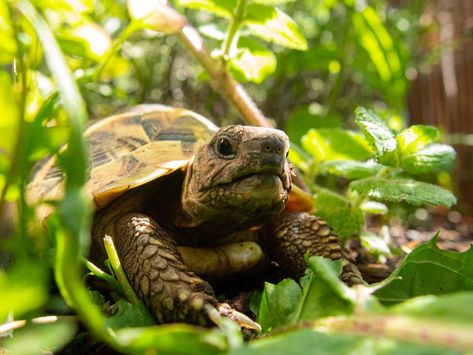 Western Painted Turtle, Land Turtle, Turtle Facts, Small Tortoise, Tortoise Table, Tortoise Enclosure, Wood Turtle, Desert Tortoise, Sulcata Tortoise