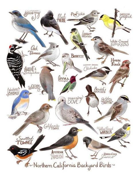 Birds Of West Virginia, Types Of Birds Drawing, California Birds, Bird Names, Names Of Birds, Backyard Birds Watching, Bird Guide, Backyard Birds Feeders, Types Of Birds