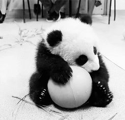 Pandas Playing, Panda Gif, Panda Bears, Panda Love, Giant Panda, Baby Panda, Cute Panda, Sweet Animals, Panda Bear