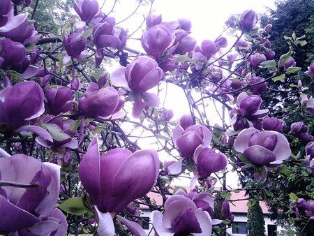 Purple magnolia Purple Magnolia, Good Morning To All, Seeds Color, At Wallpaper, Royal Colors, Purple Love, Rare Flowers, All Things Purple, Magnolia Flower